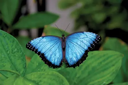 Aruba_best-beaches-on-Aruba4-1